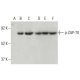 p-ZAP-70 Antibody (pY319.17A) - Western Blotting - Image 396645 