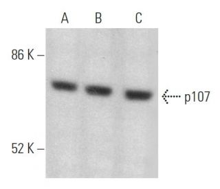 western blotting image from recommended p107 (SD9) monoclonal antibody replacement. Image 368708