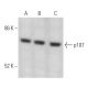 western blotting image from recommended p107 (SD9) monoclonal antibody replacement. Image 368708
