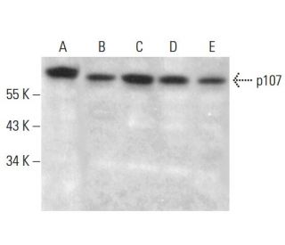 p107 Antibody (SD9) - Western Blotting - Image 384708