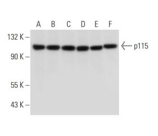 p115 Antibody (H-11) - Western Blotting - Image 312773 