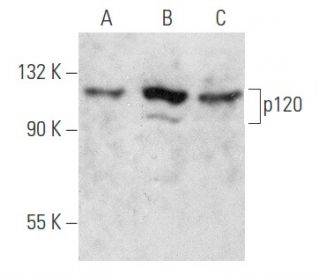 p120 Antibody (A-8) - Western Blotting - Image 354722 