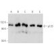 western blotting image from recommended p120 (6H11) monoclonal antibody replacement. Image 354731