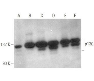western blotting image from recommended p130 (A-10) monoclonal antibody replacement. Image 349961