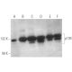 western blotting image from recommended p130 (A-10) monoclonal antibody replacement. Image 349961