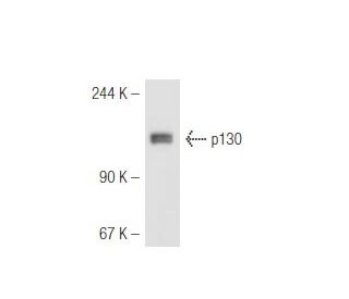 p130 Antibody (DCS-215) - Western Blotting - Image 54648 