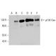 p130 Cas Antibody (C-2) - Western Blotting - Image 348654 