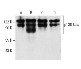 western blotting image from recommended p130 Cas (35B.1A4) monoclonal antibody replacement. Image 3155
