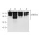 western blotting image from recommended p130 Cas (35B.1A4) monoclonal antibody replacement. Image 3155
