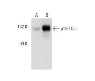 p130 Cas Antibody (C-4) - Western Blotting - Image 138509