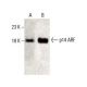 p14ARF Antibody (DCS-240) - Western Blotting - Image 397970 