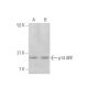 p14ARF Antibody (DCS-241) - Western Blotting - Image 349906 