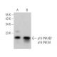 western blotting image from recommended CDKN2B/CDKN2A/p16 (C-7) monoclonal antibody replacement. Image 361612