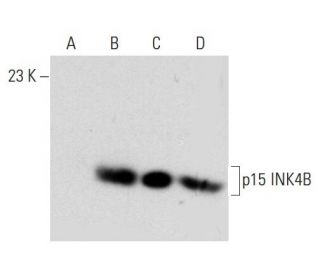 CDKN2B/p15 INK4B Antibody (D-12) | SCBT - Santa Cruz