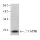 CDKN2B/p15 INK4B Antibody (D-12) - Western Blotting - Image 353251 