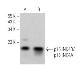 western blotting image from recommended CDKN2B/CDKN2A/p16 (C-7) monoclonal antibody replacement. Image 361612