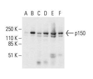 p150 Antibody (F-7) - Western Blotting - Image 403802