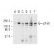p150 Antibody (F-7) - Western Blotting - Image 403802