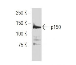p150 Antibody (JK-13) - Western Blotting - Image 34172 