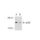 p150 Antibody (JK-13) - Western Blotting - Image 39923