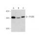 P15RS Antibody (A-3) - Western Blotting - Image 352622 