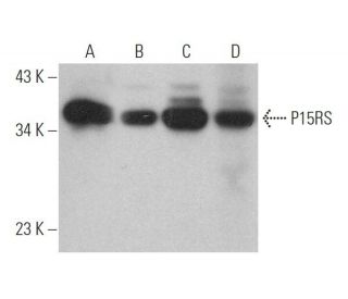 P15RS Antibody (A-3) - Western Blotting - Image 373129 