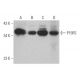 P15RS Antibody (A-3) - Western Blotting - Image 373129 