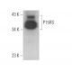 P15RS Antibody (A-3) - Western Blotting - Image 373132