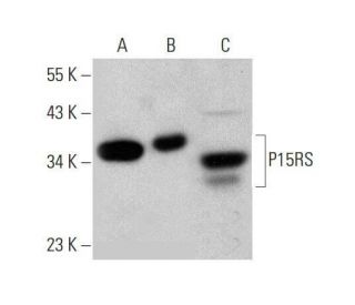 P15RS Antibody (F-3) - Western Blotting - Image 352580 