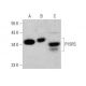 P15RS Antibody (F-3) - Western Blotting - Image 352580 
