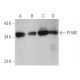 P15RS Antibody (F-3) - Western Blotting - Image 373124