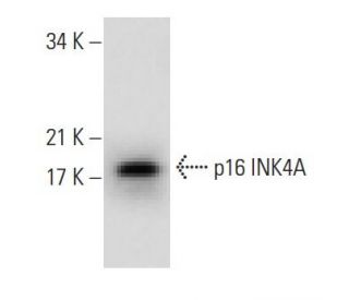 CDKN2A/p16 Antibody (A-6) - Western Blotting - Image 288626