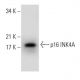 CDKN2A/p16 Antibody (A-6) - Western Blotting - Image 288626