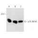 CDKN2A/p16 Antibody (DCS-50) - Western Blotting - Image 15233 