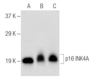 CDKN2A/p16 Antibody (F-4) - Western Blotting - Image 147350 