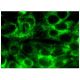 CDKN2A/p16 Antibody (F-9) - Immunofluorescence - Image 282708 