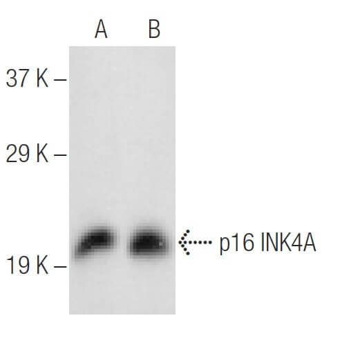 p16-antibody-f-9-western- p16-antibody-f-9-western-