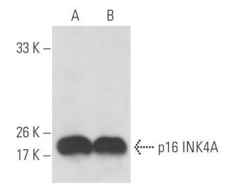 CDKN2A/p16 Antibody (G-6) - Western Blotting - Image 15487 