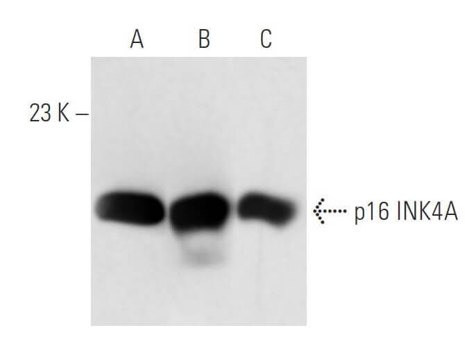 SC30様 2002-2005 Lexus SC430 OEM Xenon Headlight Assembly, Left