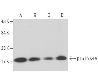 CDKN2A/p16 Antibody (JC8) - Western Blotting - Image 16201 