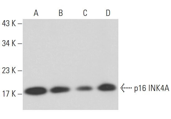p16-antibody-jc8-western-