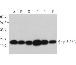 p16-ARC Antibody (C-3) - Western Blotting - Image 362499 