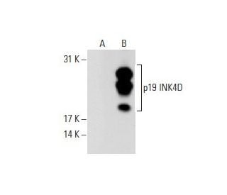 p19 INK4D/CDKN2D Antibody (2B2.59) - Western Blotting - Image 62693