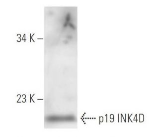 western blotting image from recommended p19 INK4D/CDKN2D (DCS-100) monoclonal antibody replacement. Image 14750