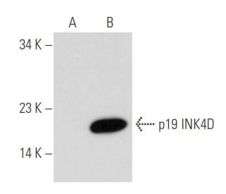 western blotting image from recommended p19 INK4D/CDKN2D (E-11) monoclonal antibody replacement. Image 43957