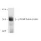 CDKN2A/p19ARF Antibody (12-A1-1) - Western Blotting - Image 9893
