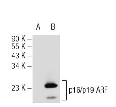 p19-arf-antibody-5-c3-1-