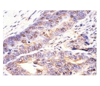 Waf1/Cip1/CDKN1A p21 Antibody (187) - Immunohistochemistry - Image 7783 