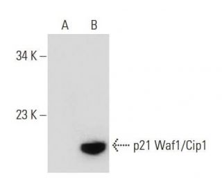 Waf1/Cip1/CDKN1A p21 Antibody (B-2) - Western Blotting - Image 133535 