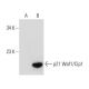 Waf1/Cip1/CDKN1A p21 Antibody (B-2) - Western Blotting - Image 133535 